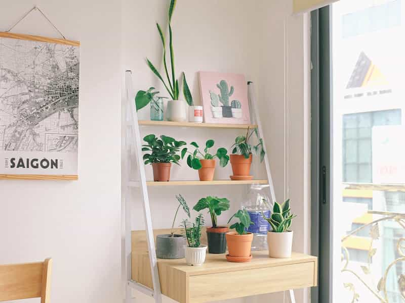 diseño de interiores minimalista plantas espacio y armonía