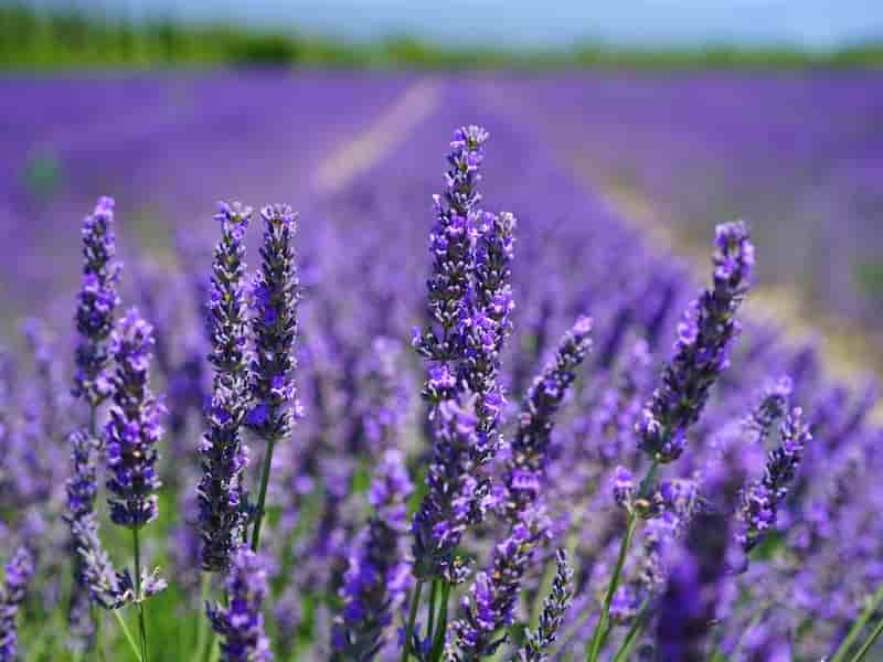 jardín de bajo mantenimiento plantas lavanda Espacio y Armonía