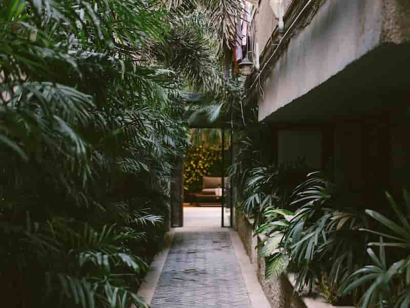 jardín de bajo mantenimiento plantas clima local Espacio y Armonía