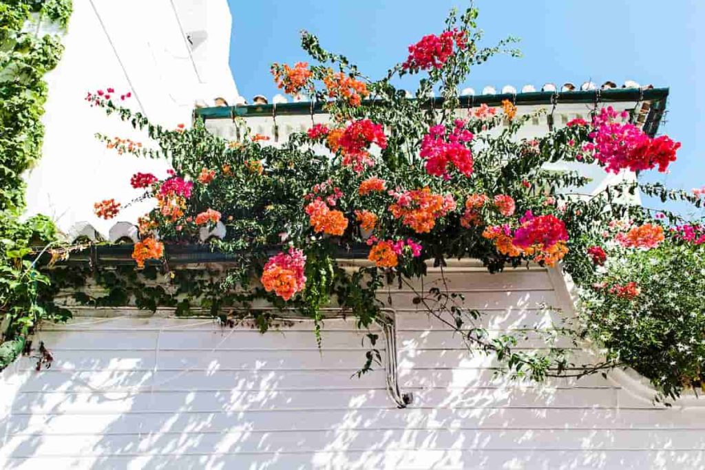 decoración de exteriores plantas y flores espacio y armonía