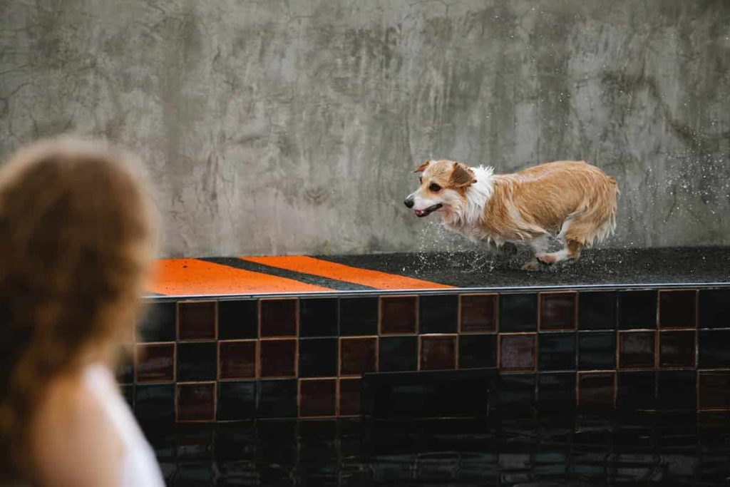 eliminar malos olores en el hogar mascotas espacio y armonía