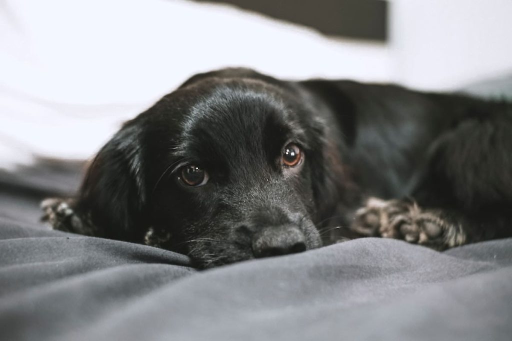 protección de mascotas en el hogar espacio y armonía