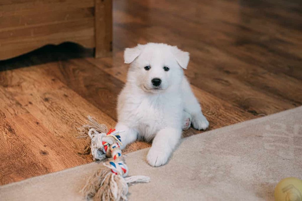 protección de mascotas en el hogar juguetes espacio y armonía