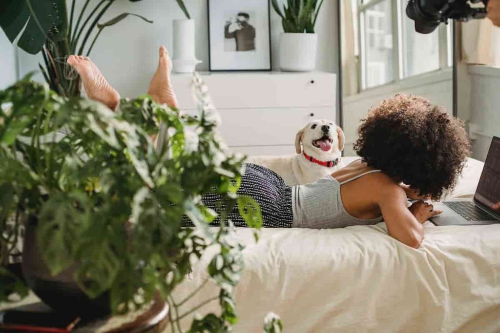 protección de mascotas en el hogar plantas espacio y armonía