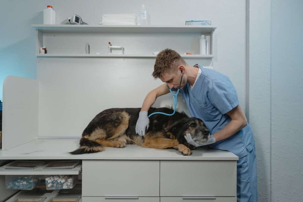 protección de mascotas en el hogar veterinario espacio y armonía