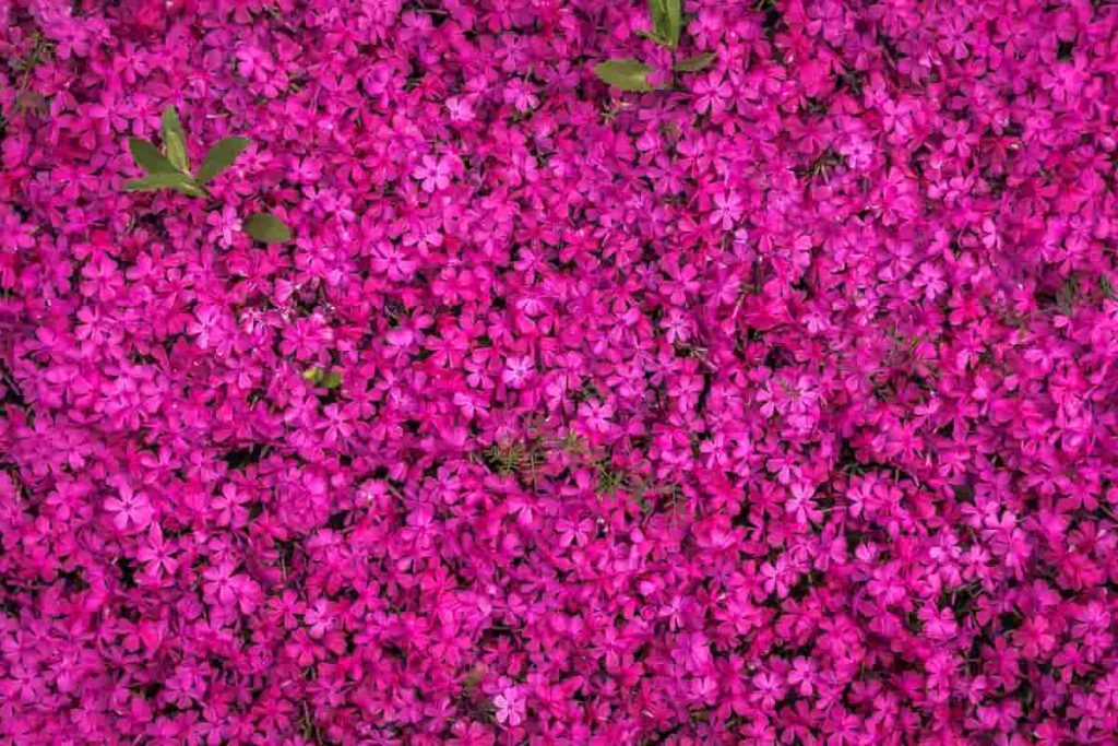 cómo hacer un jardín vertical en casa plantación espacio y armonía